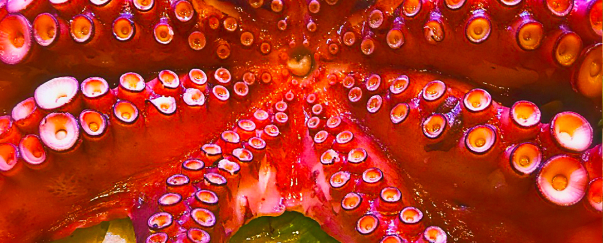 Octopus